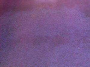 Violet"